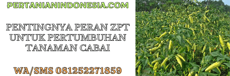 peran,zpt,pertumbuhan,tanaman cabe,tanaman cabai